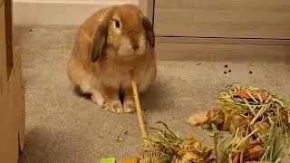 Bunny Expertly Chews Palm Stick While Tapping It #bunny ##freeroamrabbit #bunny