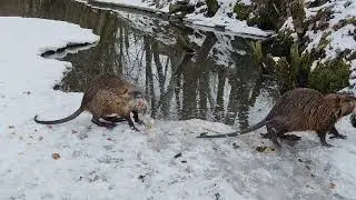 .🦦..nutrie my obsadily potok 💦 !!!....👎
