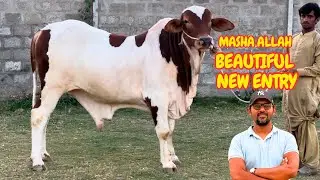 Masha Allah Beautiful New Entry Lal Ablak Available. Dost Cattle Farm.