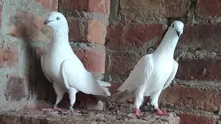 Kalchoche chitte Kabootar !Sambhal Wale Kabootar #pigeon #viralkabootar #kabootar #highflyingpigeons
