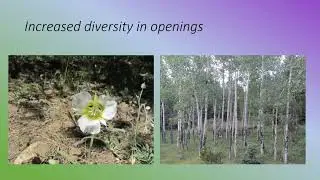 2021 Michael Warszalek Fire Regime of Colorado's Subalpine Lodgepole Pine Forests Video HD