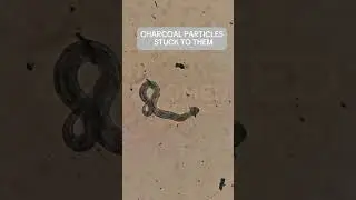 Activated charcoal vs. parasites under the microscope! 🤯! #Microscope #Parasites #Charcoal