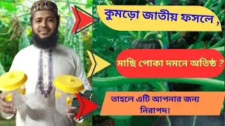 &ldquo;কুমড়া জাতীয় ফসলে পোকা-মাকড় দমন পদ্ধতি&rdquo;&ldquo; Insect and spider control methods in pumpkin crops&rdquo;