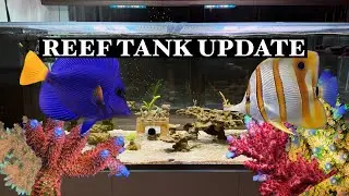 150 Gallon Waterbox Reef Tank (December 2024 Update)