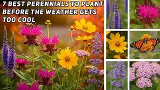 7 Best Perennials to Plant Before the Weather Gets Too Cool