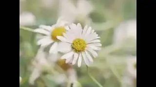 CitaVerdi Mur V&eacute;g&eacute;tal Ext&eacute;rieur Biodiversit&eacute;