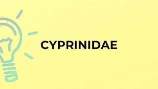 What is the meaning of the word CYPRINIDAE?