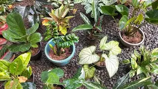 ന്യൂ ഇയർ ഓഫർ സെയിൽ 250രൂപ ഫുൾ പോട്ട് 🌿9526409624🌿🌿🌿