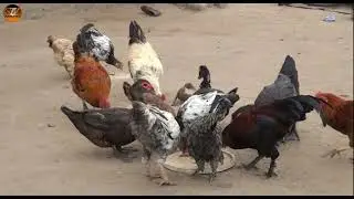 YAJUE MAGONJWA YA KUKU WA KIENYEJI NA DAWA ZAKE  CHANJO ZA KISASA NA ZA KIENYEJI