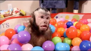 Capuchin Monkey Girl LOVES the Ball Pit!