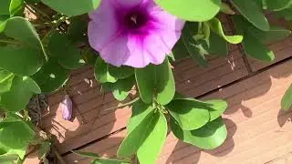 jeddah park tour