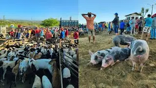 FEIRA DO BODE E SUÍNO DE JOÃO ALFREDO PE 06/10/2025 SÓ OS MELHORES