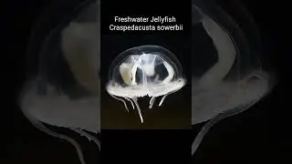 Freshwater Jellyfish - Craspedacusta sowerbii #shorts
