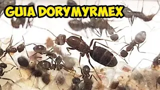 C&oacute;mo criar Dorymyrmex Insanus 🔴+Actualizaciones