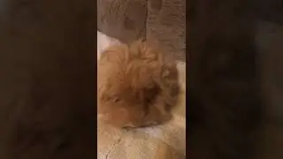 The CUTEST Guinea Pig?😁#subscribe #cuteanimals #guineapig #pets #like