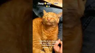 Funny 😄 cats sense Subscribe to my channel for more videos about Italy, fashion and animals 🇮🇹✨🐾