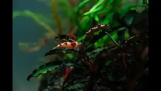 Aqurium Аквариум 45 литров Crystal Red Shrimp (Caridina cf. cantonensis sp.)Neocaridina Yellow neon