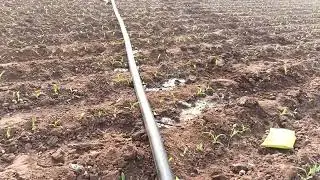 మొక్కజొన్నకి డ్రిప్ కలెక్షన్ ఇస్తున్నాము🌽
