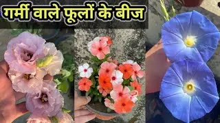ये फूलों के बीज गर्मी में लगाना मत भूलना || Top Summer Flowering Plants To Grow Grom Seeds 2024