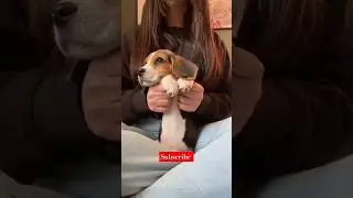 Join us for daily #PawsomeAntics, as we explore the wonders of #DoggyAdventures #beaglebuddy