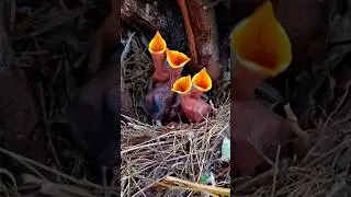 Myna Family Meal Time &ndash; Watch the Chicks Eat! (P1)#viral #shorts #trending #ytshorts