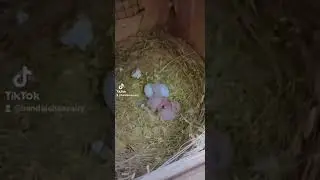 Alhumdiallah another pair hatching start now ❤️ Bandaisha Avairy &hearts;️#bandeshaavairy#shoq #opline❤️