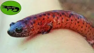 A Red Salamander!