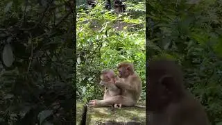Monkey cute #shorts