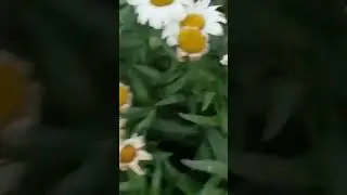 How to Care for Shasta Daisy  - More Shasta Daisy Blooms