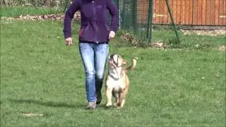 Begleithundeprüfung Oskar