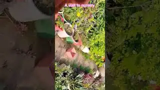 a visit to nursery #grow #gardening #youtubeshorts #flowers #nurseryvisit