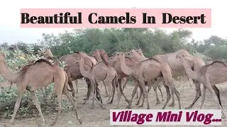 Unseen Camel Herd Movement | Camel Caravan in the Wild | Life in the Desert #desertanimals #camel