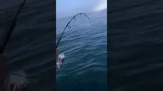 Double Header Bluefin Tuna on Spinning Reels in Cape Cod