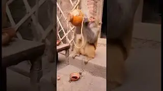 Drunk Monkey Does Drunken Fist&hellip; Breaks the Wall 😂🐒🥋 #monkey #funny #animals