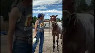 Fly Spray Day 1 - more colt training