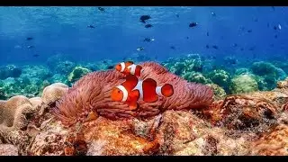 Nemo Island by Pattaya Sea Adventure