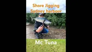 Shore jigging Sydney harbour fishing #fishing #fishingtechniques #jiggingfishing #shorejigging #jig
