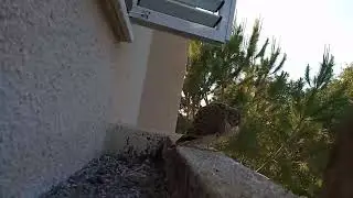 Common Kestrel nest | Гнездо сокола пустельги