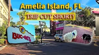 Amelia Island was beautiful... until the sandspurs attacked! 🐾
