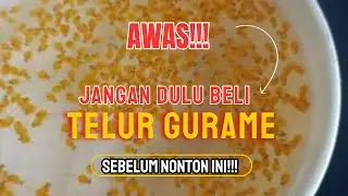 Review Beli Telur Ikan Gurame Online