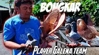 Review of the A Team GALENA Lumajang dribble player #racingpigeons #pigeons #viralvideo