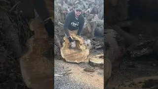 Harvesting Unique Cookies  #liveedge #liveedgewood #chainsawmill #alaskansawmill #woodworking #wood