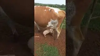 Piglets Seen Suckling Milk From a Cow