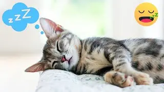 101 CURIOSIDADES sobre los GATOS que no conocías 🐱😍 MUSICA para dormir GATOS en 5 MINUTOS