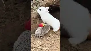Strange friendship between a rabbit and a hedgehog