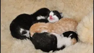 Cute Kittens having Fun | Daily Kitten Dose 2