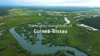 The mighty mangroves of Guinea Bissau