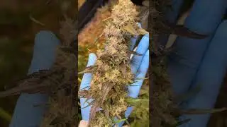 🌈 Rainbow Melon / Feminized seeds by good buddy flowers