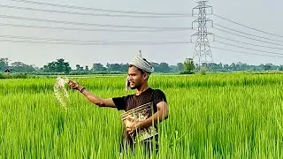 Dhan ke khet mein yuriya chhitkao karne aaye he ll @Doli-singh-2.0 @Rajkishor-vlog-v4e 