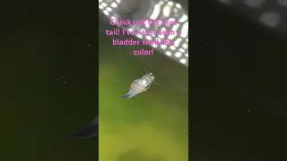 #snail #bladdersnail #fatherfish #greenwater
